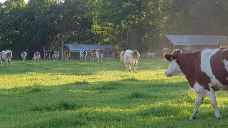 Hotel Glamping Des 2 Marguerites Bazoches-au-Houlme Zewnętrze zdjęcie